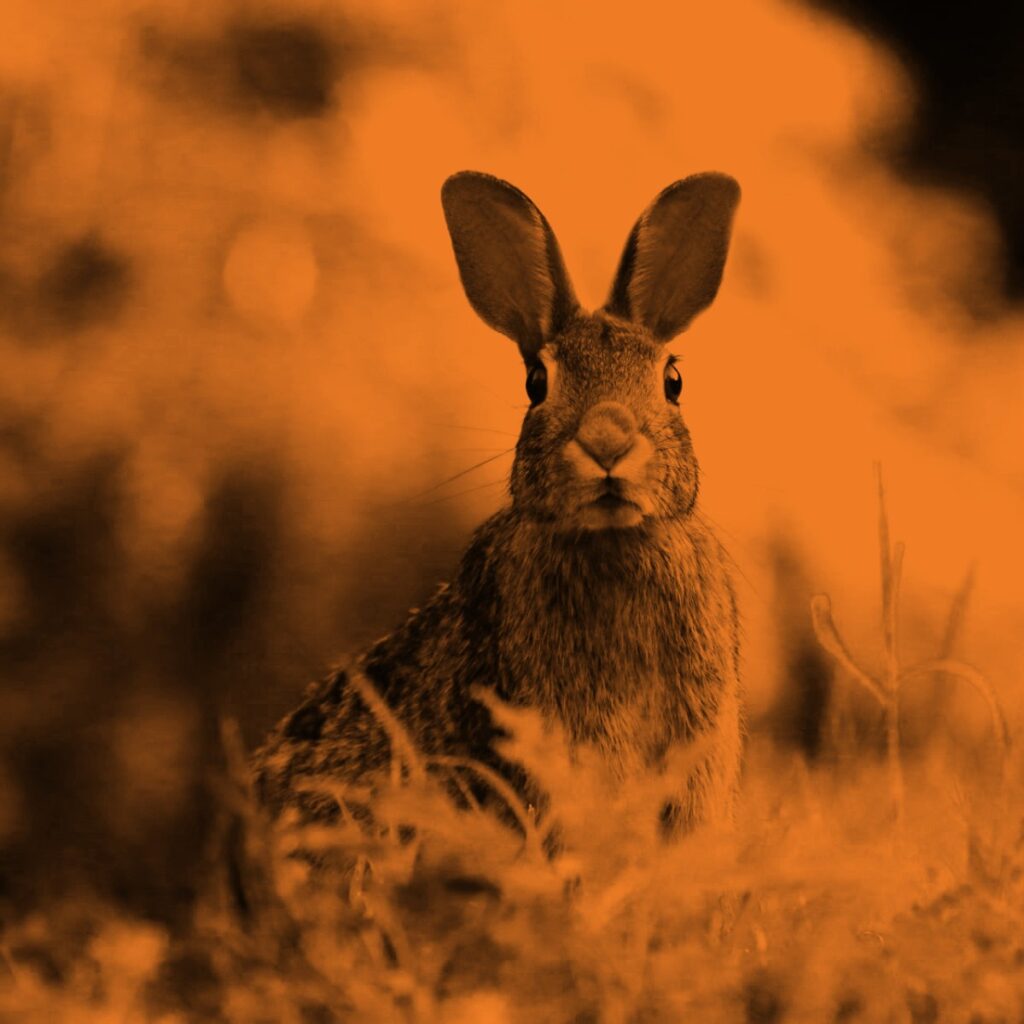 Bild eines Hasen für Neuigkeiten